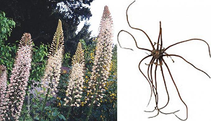 Foxtail liljer ser slående ud for pæoner eller en gruppe af hollandske irisblomster