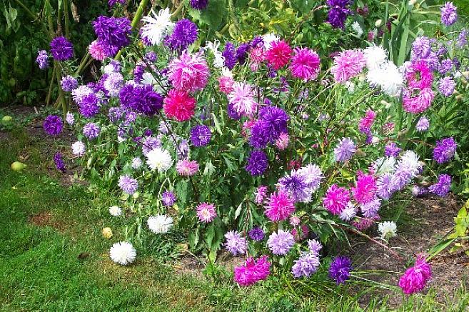 Asters er en fuld solplante