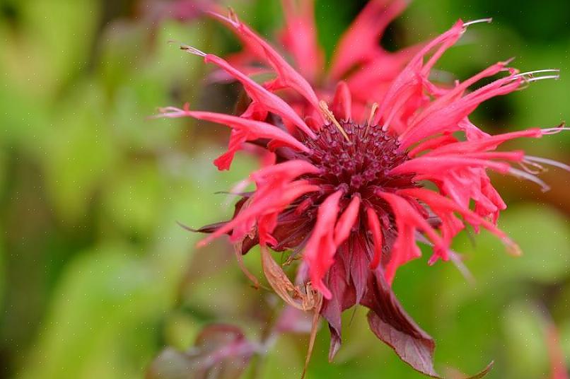 Mens blommer af huden kan producere et lyserødt eller lilla farvestof