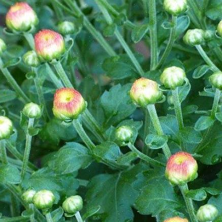 De fleste planter er ikke klar til at blomstre