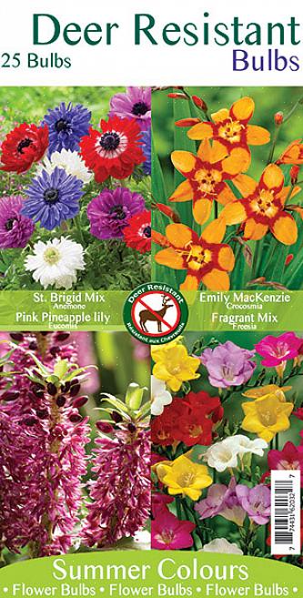 Prydløg er blandt de mest hjortebestandige blomstrende løg