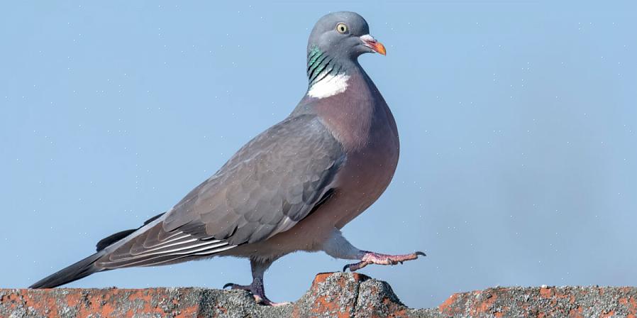 Når man prøver at identificere duer og duer