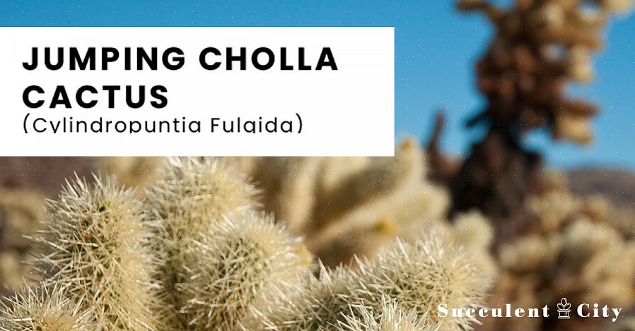Cylindropuntia er en slægt af kaktus