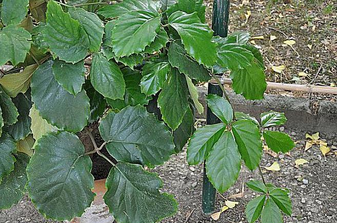 Tetrastigma