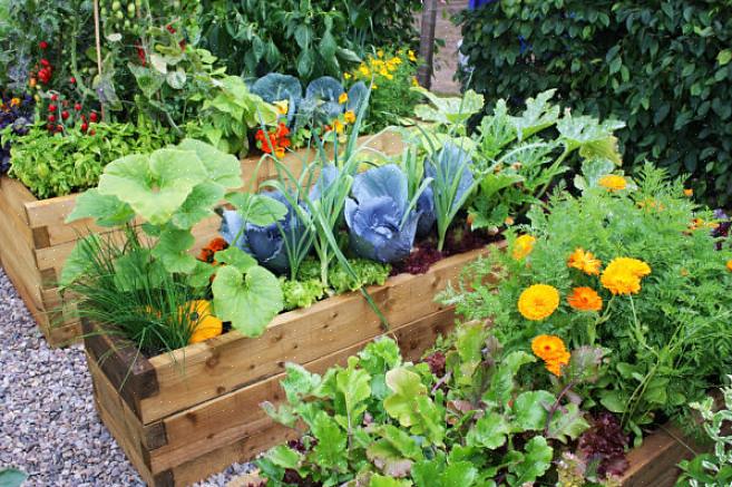 Hvordan kvælstoffikserende planter hjælper med befrugtning De bedste ledsagerplanter til ærter