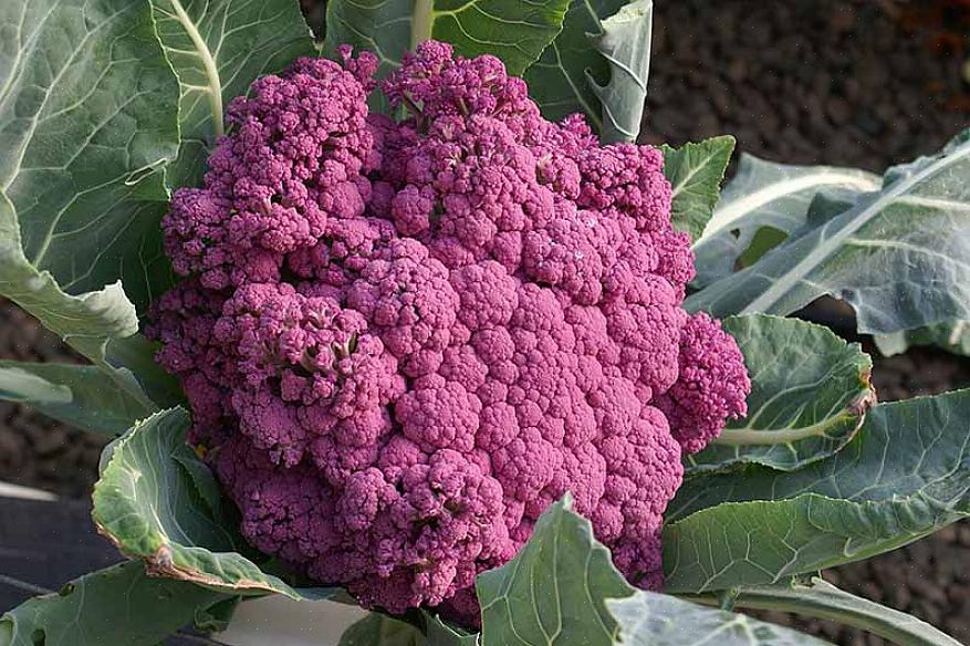 For at få perfekt hvid blomkål i haven skal du blanchere blomkålen ved at dække det udviklende hoved
