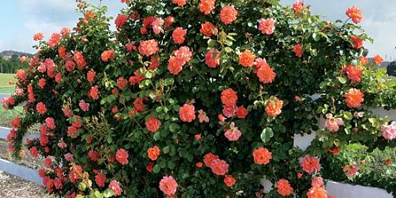 Som er en meget almindelig sygdom blandt rosenplanter
