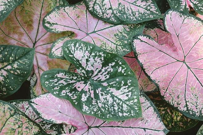 Indendørs eller ude er caladiums en sæsonbestemt plante med løv om sommeren
