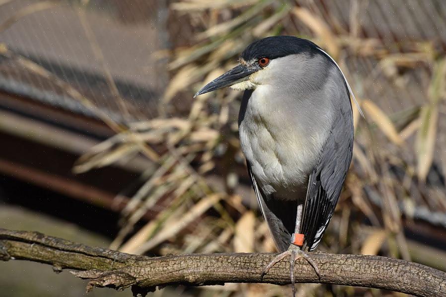 04 Identificer en sortkronet nathejre under flyvning