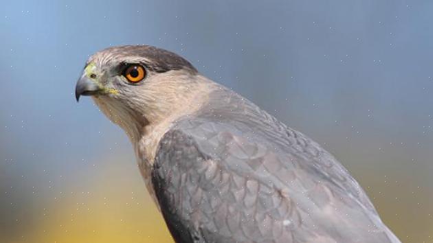 Den lange hale af Cooper's hauk skiller sig ud under flyvning
