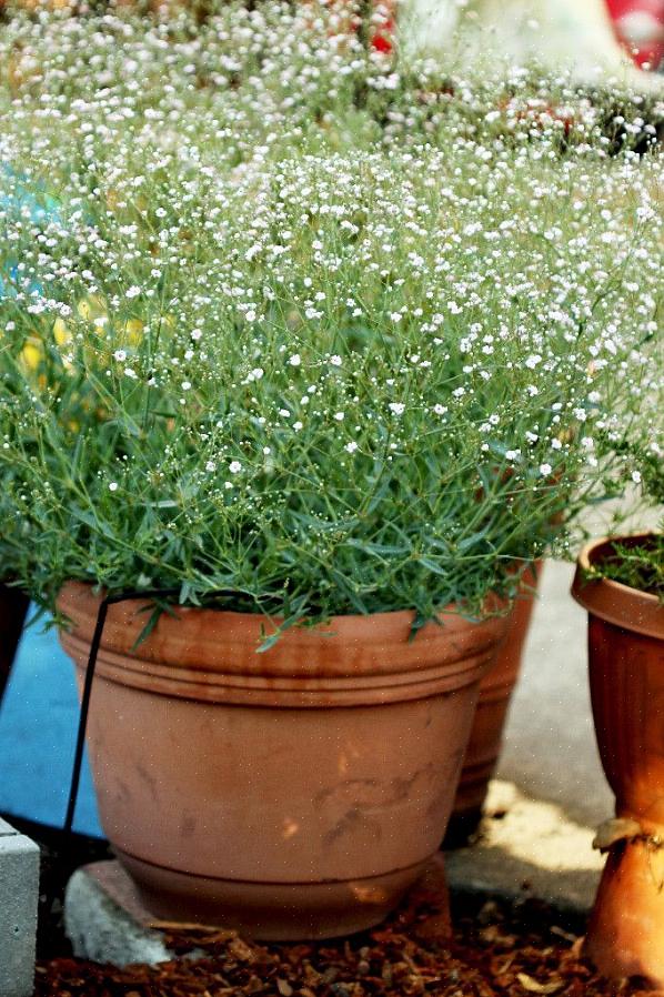 Baby's-Breath Euphorbia begynder at blive populær ved juletid