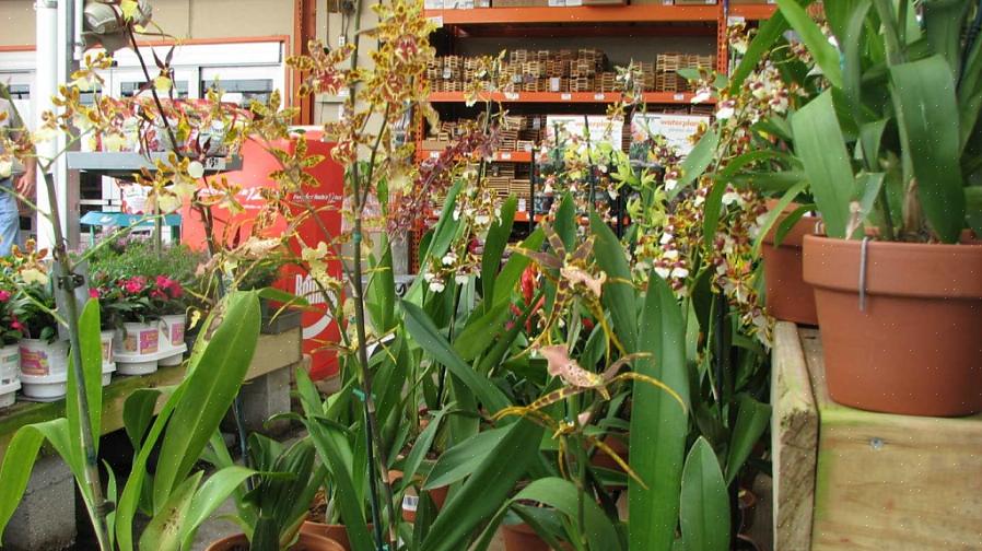 Ligesom bladene er blomster af Trichocentrum-planter ofte plettet lilla