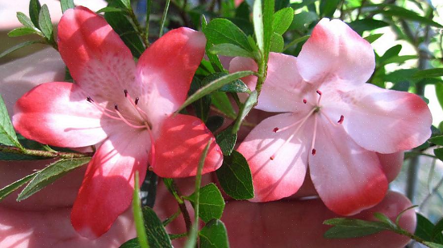 Kan du overveje et komplet hydroponisk system som en introduktion til jordfri blomsterkultur