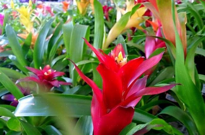 Guzmania er ikke svære bromeliaer at dyrke
