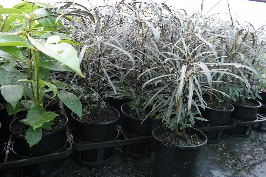 Omdøbt til Schefflera elegantissima