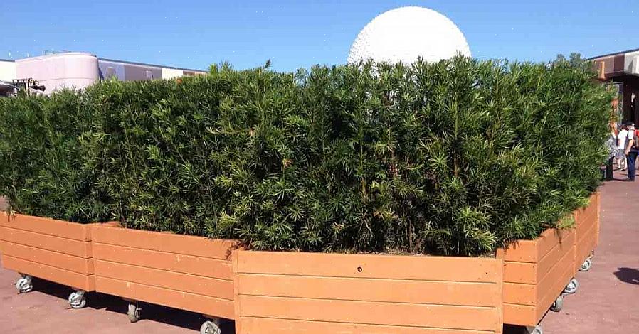 Nogle tænker på barskov (Podocarpus macrophyllus) som fremragende store foyerplanter