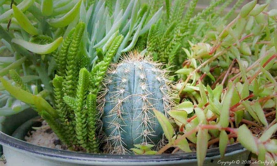 Der er mange interessante Pilosocereus-kaktusser ud over P