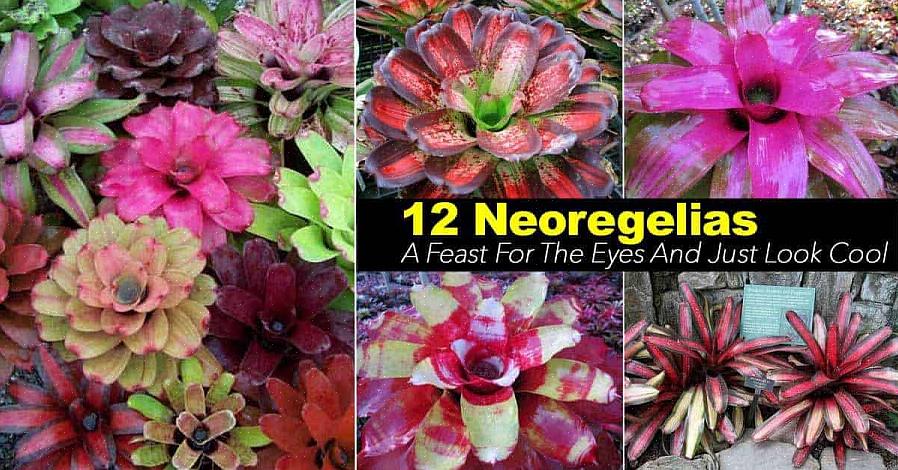 Langt den mest almindelige Neoregelia-art