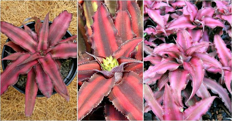 Cryptanthus bromeliads