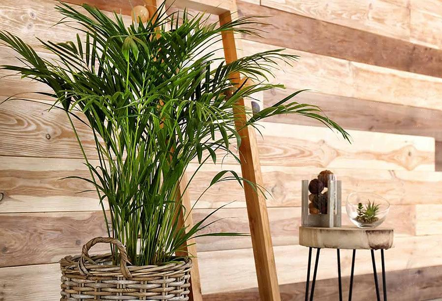 Feng shui akvarier er smukke