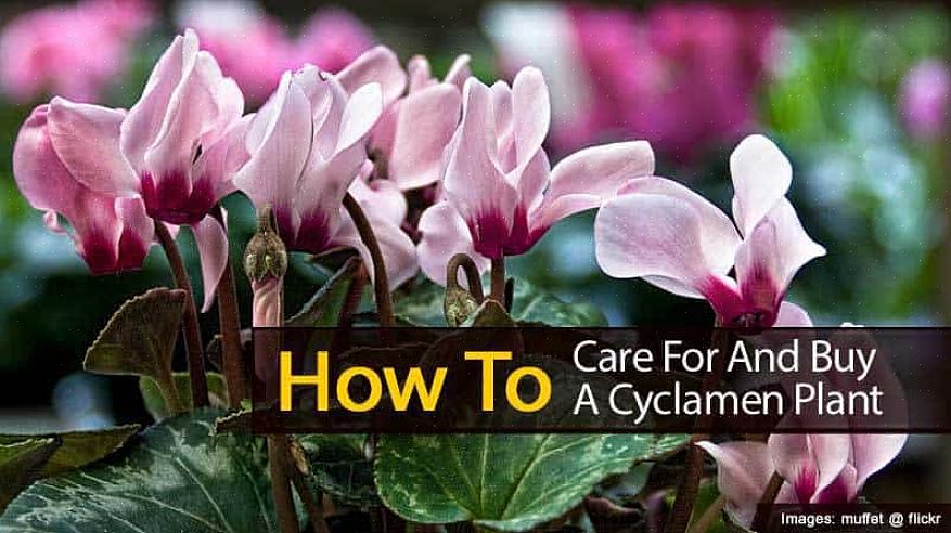 Cyclamen vokser fra en knold