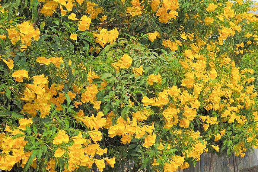 De gule klokker blomstrer er lyse gule