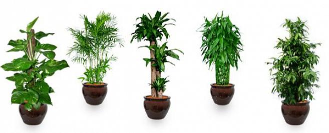 Men når det kommer til de bedste planter til god feng shui-energi