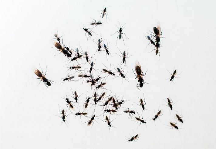Mens tømrermyrer kan findes indlejret i tørt træ