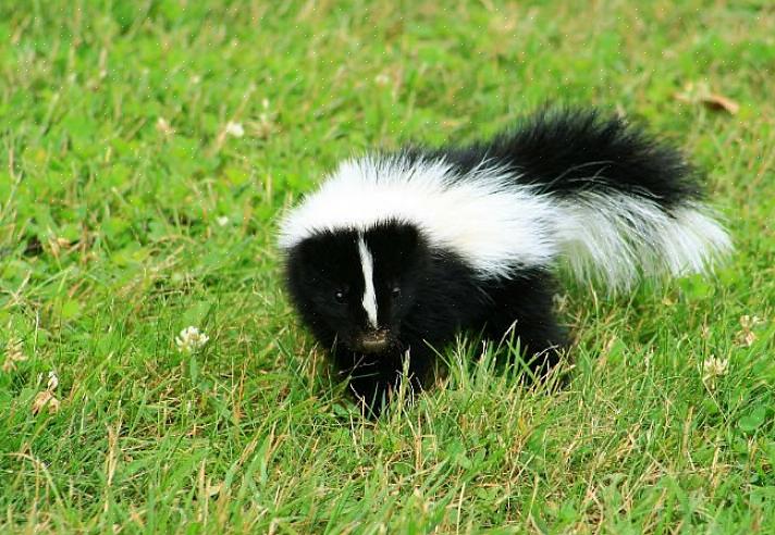 Hvordan man kan slippe af med skunk-lugt