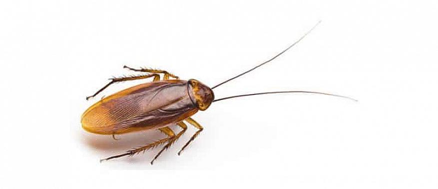 I dag bruger skadedyrsbekæmpelsespersonale oftest gel agn insekticider til at kontrollere