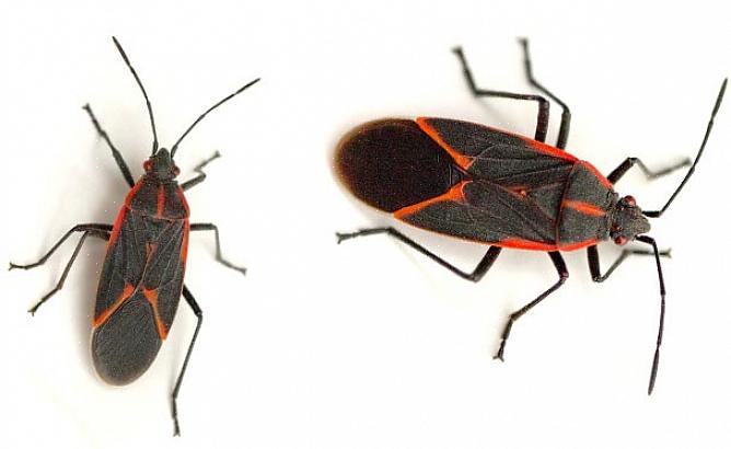 Opdrætter boxelderbugs i boxelder