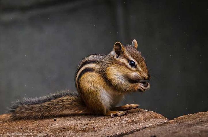 Der er mange måder at kontrollere chipmunks