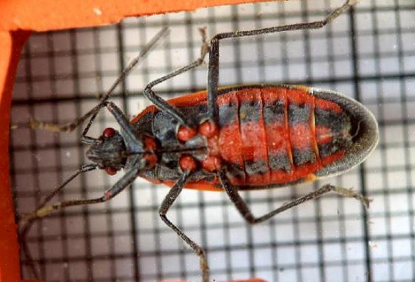 Tiltrækkes boxelderbugs af boxeldertræer