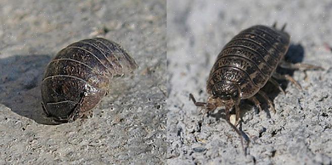 Pillbugs og sobugs er to små skadedyr