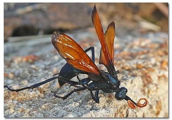 Tarantula Hawk Wasp er en almindelig ørkenhveps i sydvest