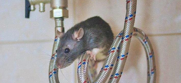 Tagrotten (rattus rattus)