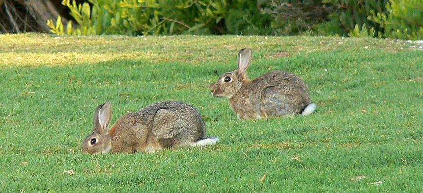 Jackrabbit spidser vægten med en heftig tre til syv pund