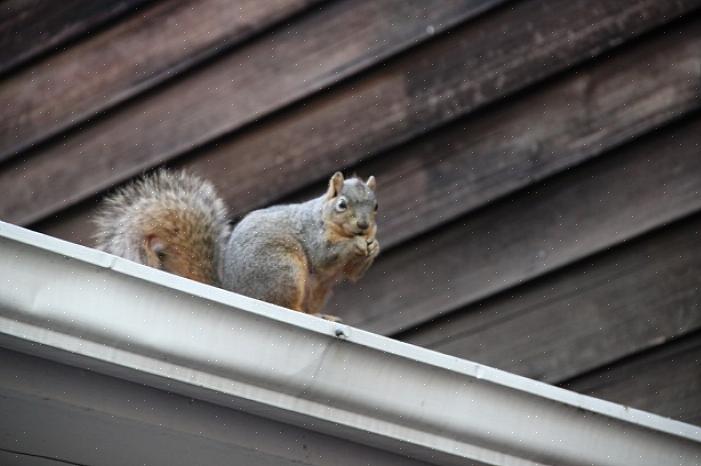 Tilpasset med tilladelse fra "How to Evict Squirrels" af Bill Earl