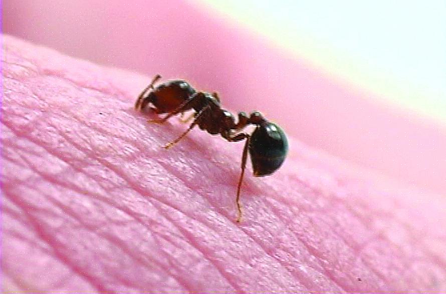 Brandmyrer er meget aggressive insekter