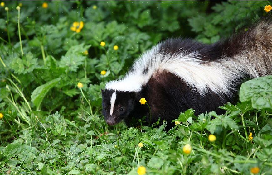 Da nogle ikke har nogen afstødningsmidler eller pesticider registreret til kontrol af stinkdyr