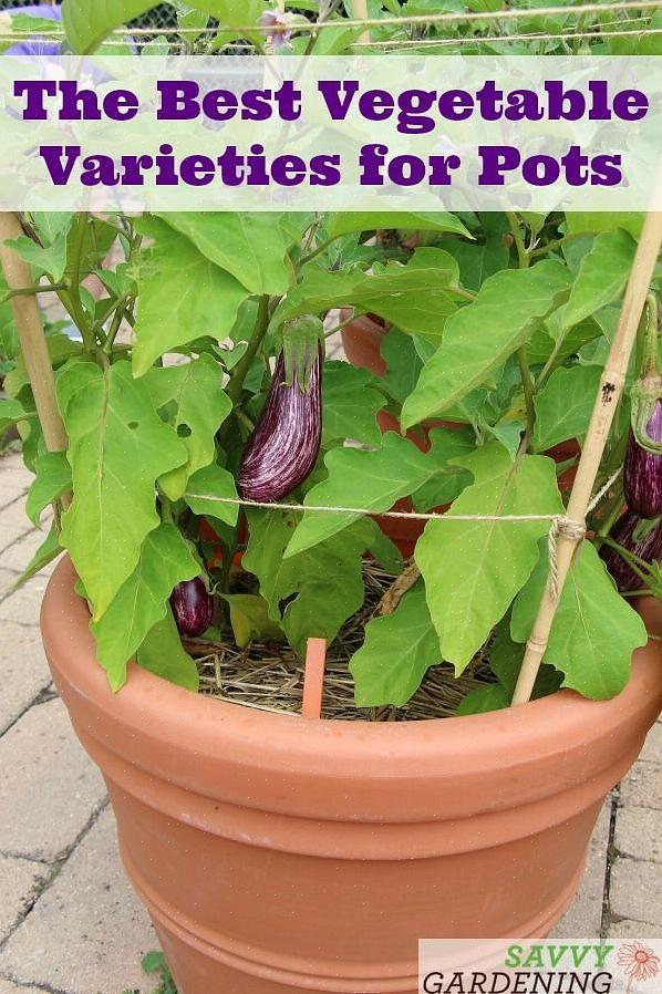 Dyrkning af aubergine i beholdere giver flere fordele