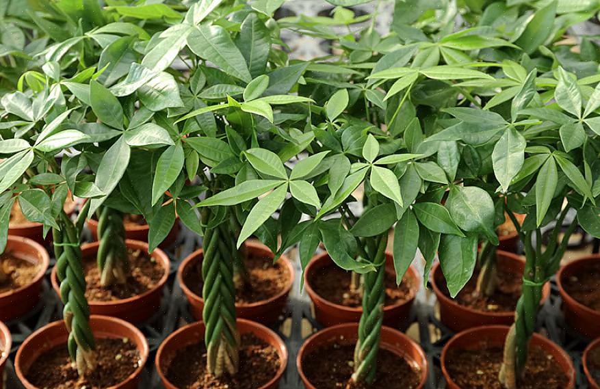 Nøglen til at dyrke Guiana Chestnut indendørs er at give den den rigtige mængde lys