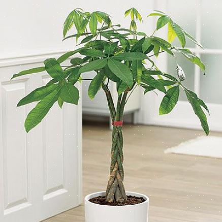 Guiana Chestnut sælges oftest som en lille plante med en flettet bagagerum bestående af tre
