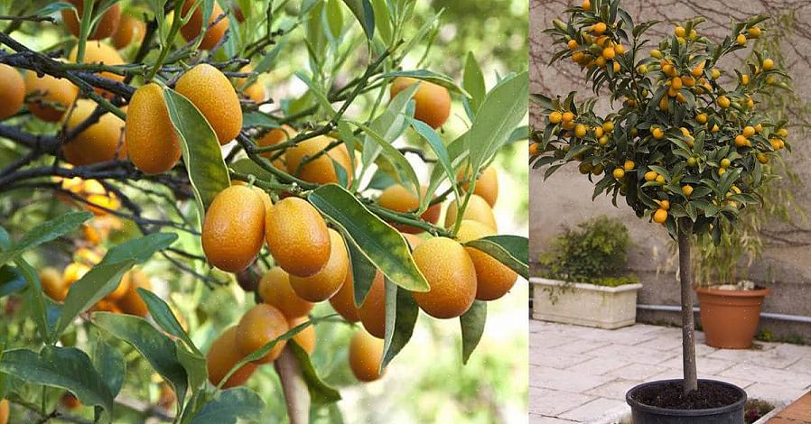 Kumquats er en underlig frugt