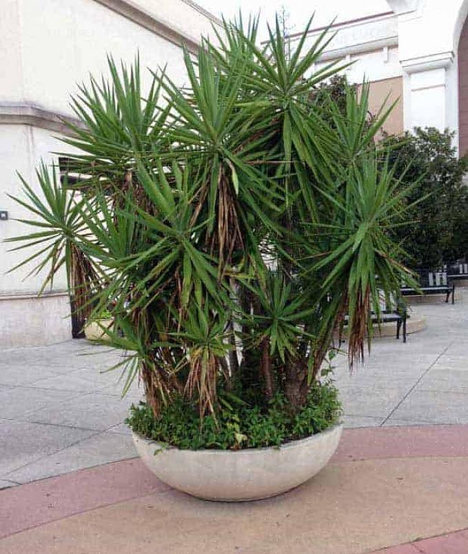 Yucca skal lejlighedsvis beskæres tilbage