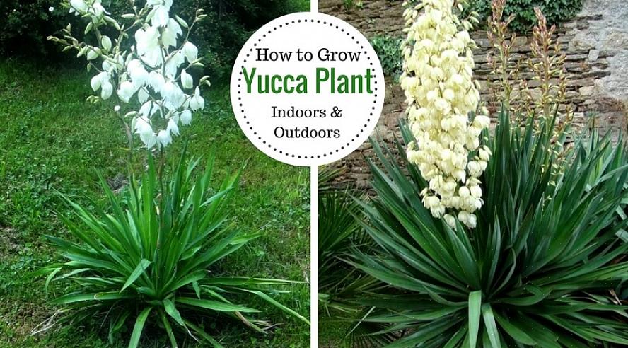 Yucca trives i fuldt sollys