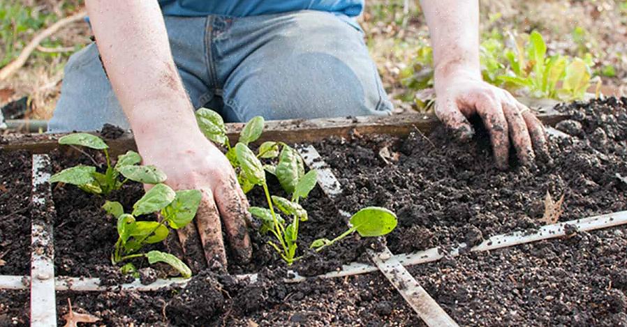 Nogle svampesygdomme får deres kroge i vores haver