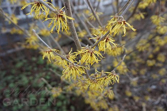 Der er værdsat for deres lyse blomster
