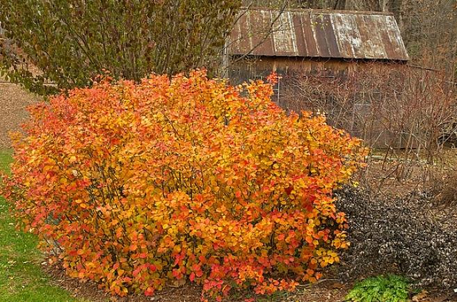 Planteaksonomi klassificerer disse dværgfothergilla buske som Fothergilla gardenii 'Mount Airy'