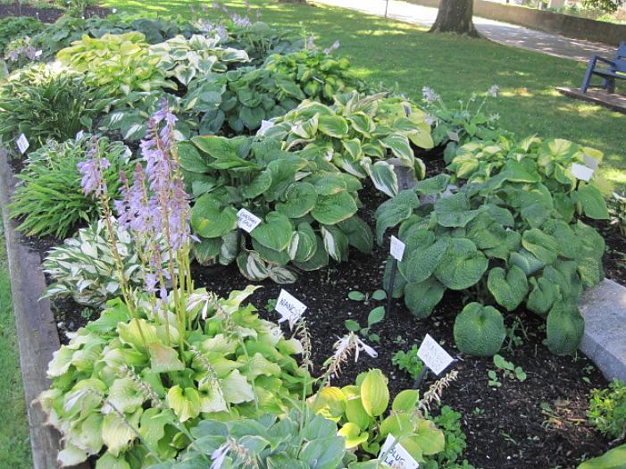 Bladene på hosta planter kommer også i en række størrelser